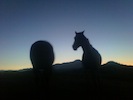 horses