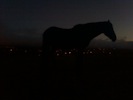 nighthorse